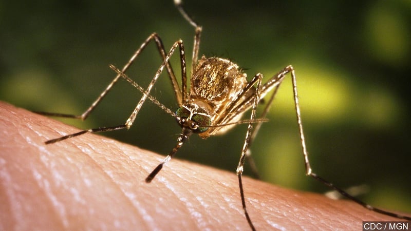   Mosquitoes like this can transmit West Nile virus. Cropped Photo: CDC / MGN Online 