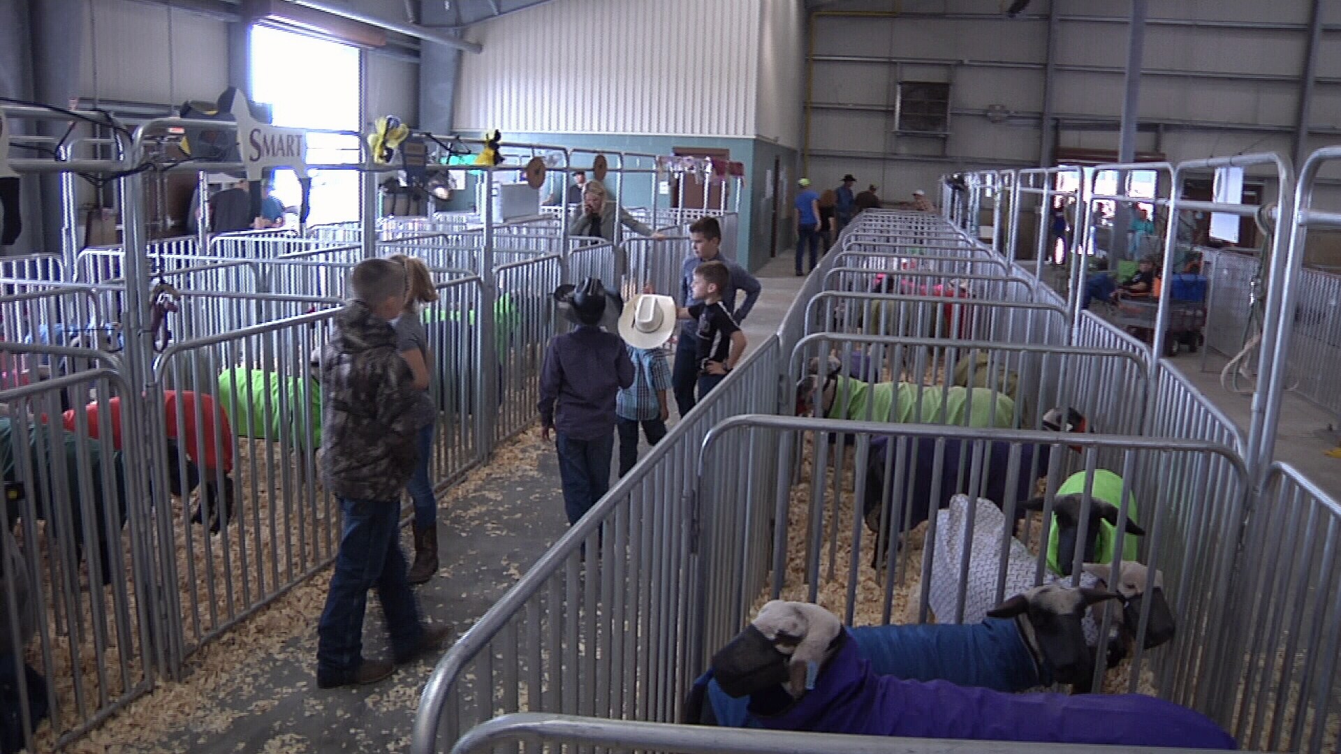 san patricio county livestock show buyers